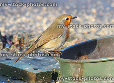 Stock image of wild robin red breast bird eat bird seed from dish