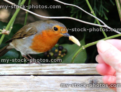 Stock image of European robin being fed a mealworm (close up)