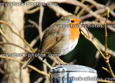 Stock image of wild robin red breast bird perched on garden post
