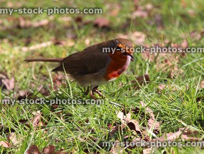Stock image of wild robin red breast bird eating worm on lawn