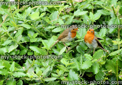 Stock image of pair of robins in bush, cock feeding hen, wild birds
