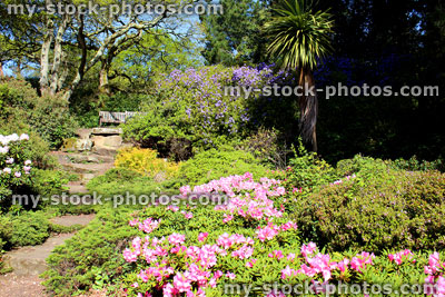 Stock image of rockery garden, with large rocks, conifers, azaleas, flowers