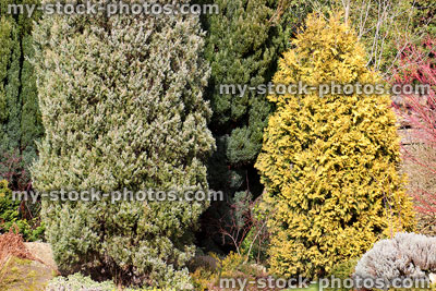 Stock image of silver, green and golden yellow dwarf conifers, rock garden