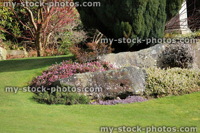 Stock image of rockery / rock garden with flowering heathers, lush lawn