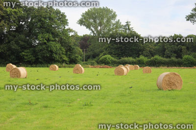 Stock image of round hay bales in green field on farm