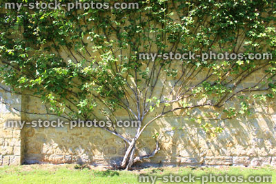 Stock image of climbing rose trained up wall, fanned out shape
