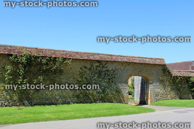 Stock image of climbing roses trained up wall, fanned out shape