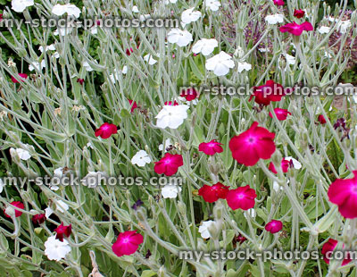 Stock image of white and red rose campion flowers (Lychnis coronaria)