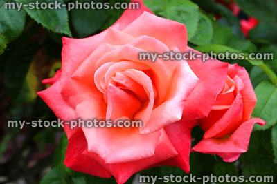 Stock image of large deep pink rose flower, with blurred leaves