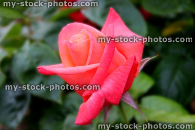 Stock image of deep pink / red rose bud beginning to open as flower