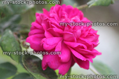 Stock image of bright pink, rose flowers, blurred garden background