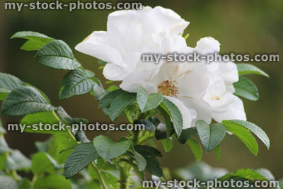Stock image of white dog rose flowers (Rosa canina), wild rose