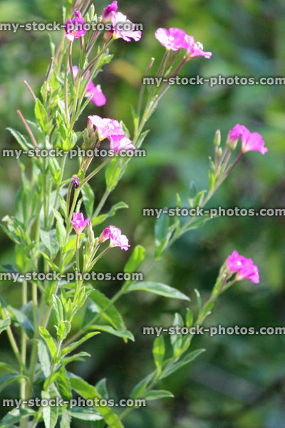 Stock image of rosebay willow herb, pink wild flowers, garden weed