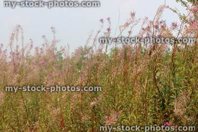 Stock image of wild rosebay willow herb in countryside, seed heads, garden weed