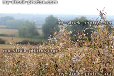 Stock image of wild rosebay willow herb in countryside, seed heads, garden weed