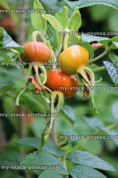 Stock image of ripe rose hips, wild rose / red / orange dog rose hips