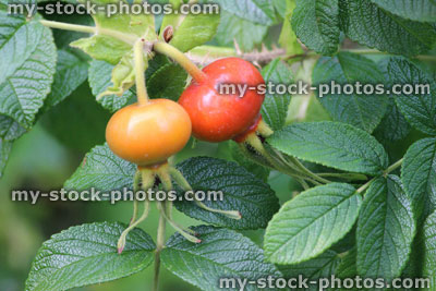Stock image of ripe rose hips, wild rose / red / orange dog rose hips