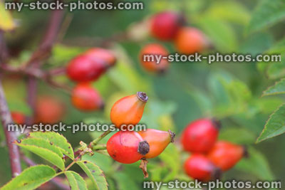 Stock image of ripe rose hips in garden, cultivated, red, orange (rose haw / hep)