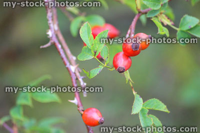 Stock image of ripe rose hips in garden, cultivated, red, orange (rose haw / hep)