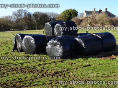 Stock image of farm field with plastic wrapped round hay bales