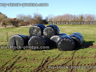 Stock image of hay bales wrapped in black plastic, farm field
