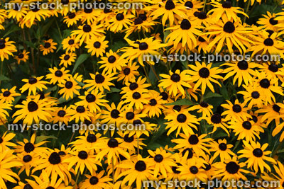 Stock image of flowering Rudbeckia, yellow flowers, Rudbeckia fulgida sullivantii 'Goldsturm'