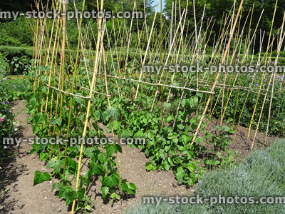 Stock image of runner bean plants growing in allotment vegetable garden