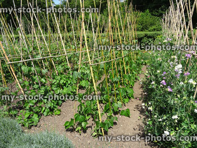 Stock image of runner bean plants and sweet peas, bamboo wigwams