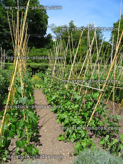 Stock image of allotment garden with runner beans growing up 