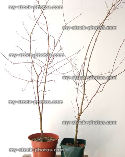 Stock image of Trident Maple (Acer Buergerianum) saplings