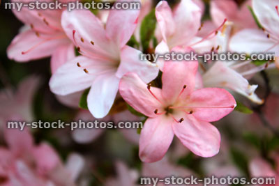 Stock image of pink flowers on azalea bonsai, satsuki azalea 'Nikko'