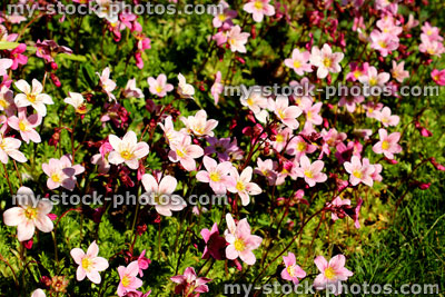 Stock image of flowers of a Saxifraga (close up)