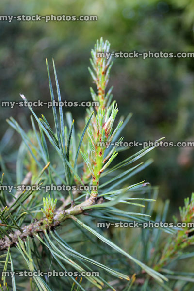 Stock image of fresh pine needles / candles on Scots pine tree (Pinus Sylvestris)