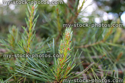 Stock image of fresh pine needles / candles on Scots pine tree (Pinus Sylvestris)