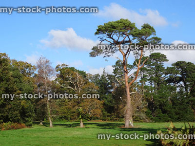 Stock image of specimen pine tree growing in field (Scots pine / pinus sylvestris)