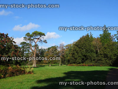 Stock image of specimen pine tree growing in field (Scots pine / pinus sylvestris)