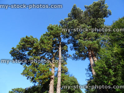 Stock image of tall Scots pine trees / tree trunks (pinus sylvestris) against sky