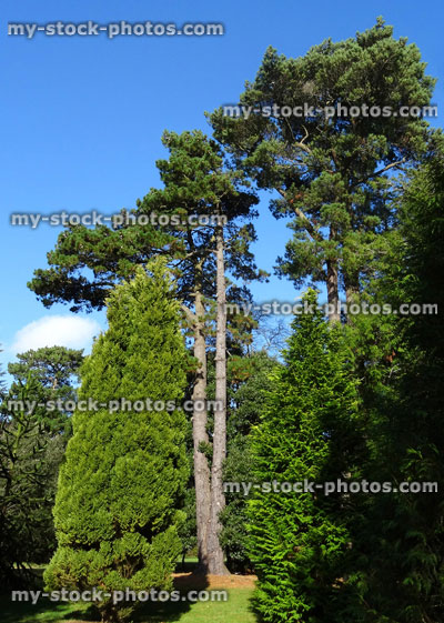 Stock image of Scots pine trees growing in park (Scots pine / pinus sylvestris)