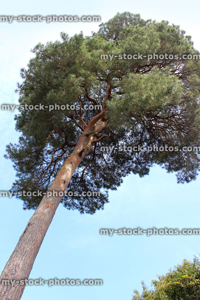 Stock image of tall Scots pine tree (pinus sylvestris) against sky
