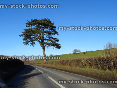 Stock image of single Scots pine tree (pinus sylvestris) by roadside