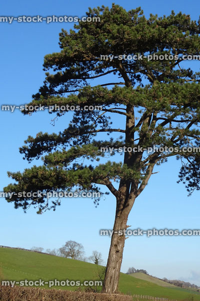 Stock image of single Scots pine tree (pinus sylvestris) by country lane