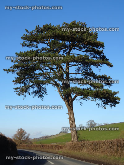 Stock image of single Scots pine tree (pinus sylvestris) by countryside road