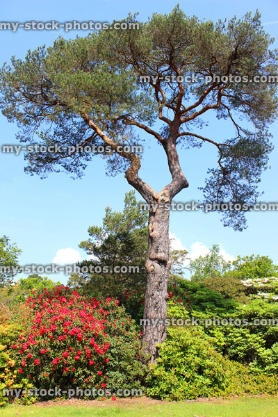 Stock image of tall Scots pine tree (pinus sylvestris) in gardens