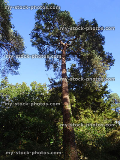 Stock image of specimen pine tree growing in park (Scots pine / pinus sylvestris)