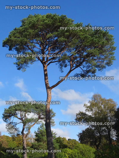 Stock image of tall Scots pine tree (pinus sylvestris) against sky