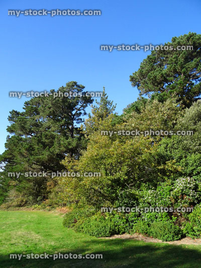 Stock image of specimen pine trees growing in park (Scots pine / pinus sylvestris)