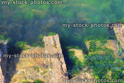 Stock image of crystal clear sea water in seaside harbour / rock pool, seaweed