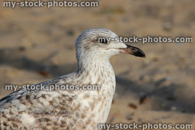 Stock image of baby Herring gull / seagull swimming standing on seaside beach, sand