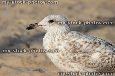 Stock image of baby Herring gull / seagull swimming standing on seaside beach, sand