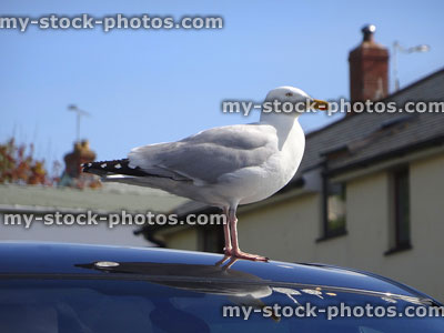 Stock image of large European herring gull / seagull standing on car